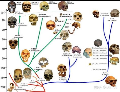 能人意思|能人(H.habilis)匠人(H.ergaster)直立人(H.erectus)到底是什么关。